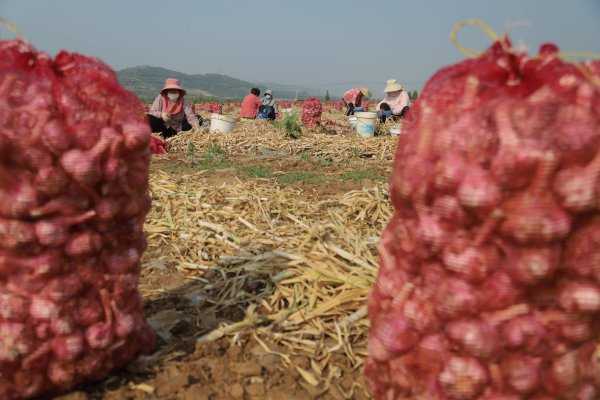 配操盘 科学种植结硕果 枣庄市山亭区大蒜田间采收忙